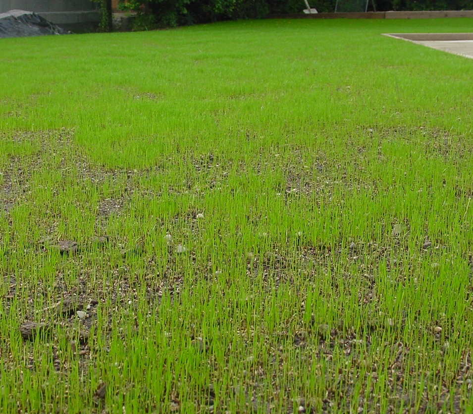 Rasen, Rasenservice & Vertikutieren in Wr. Neustadt, Neunkirchen