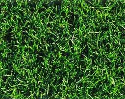 Rasen, Rasenservice & Vertikutieren in Wr. Neustadt, Neunkirchen