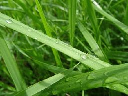 Rasen, Rasenservice & Vertikutieren in Wr. Neustadt, Neunkirchen