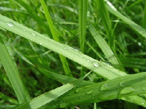 Rasen, Rasenservice & Vertikutieren in Wr. Neustadt, Neunkirchen